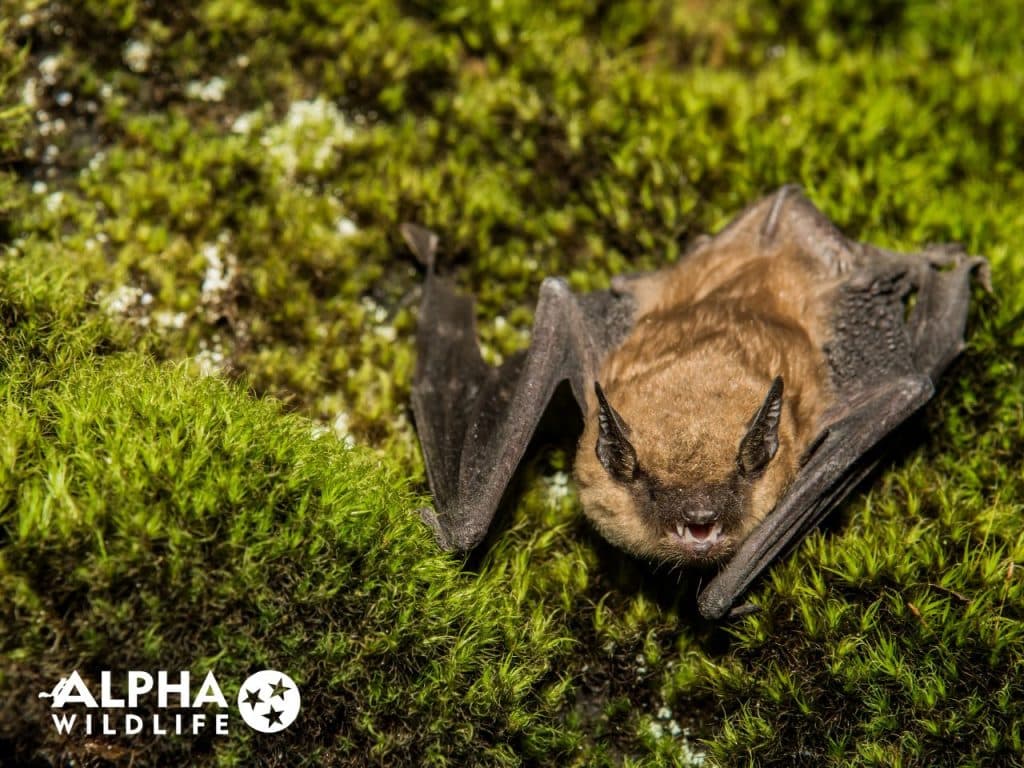 Bat Removal Chattanooga Alpha Wildlife Chattanooga