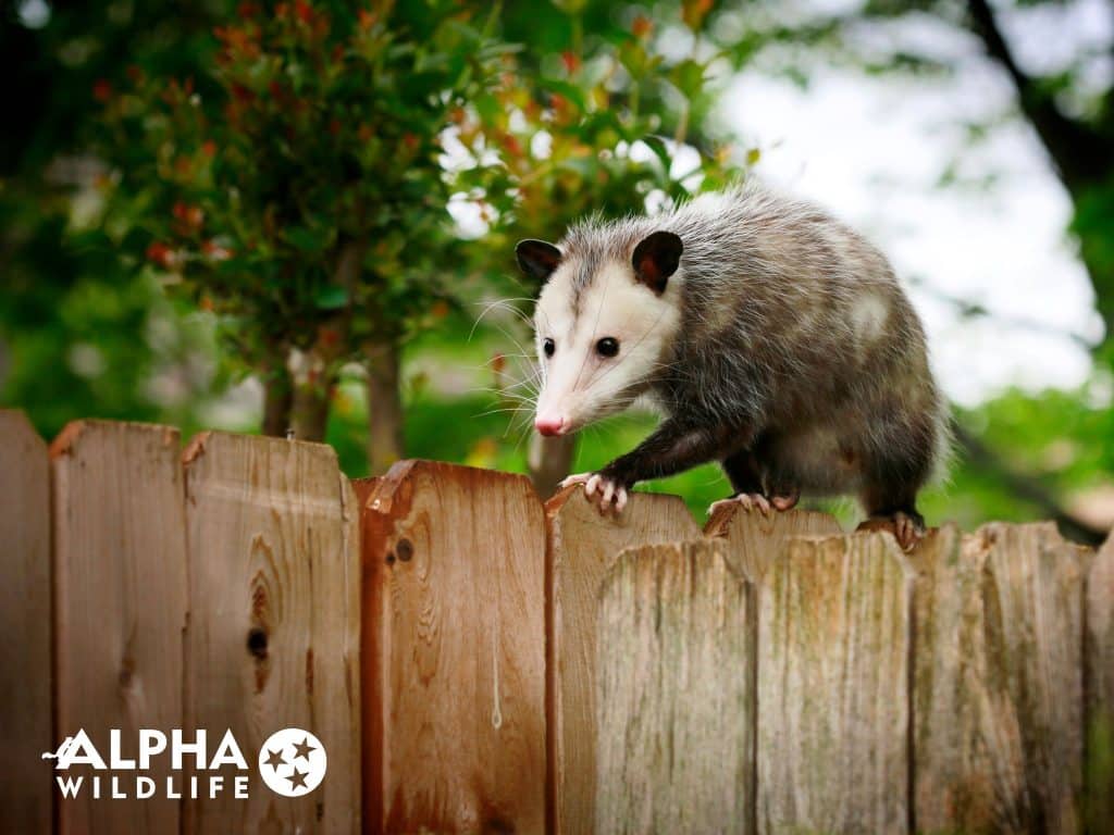 Chattanooga Possum Removal