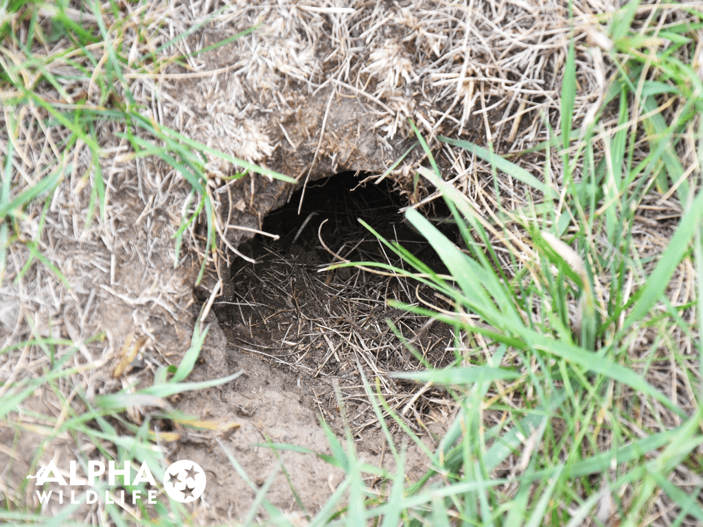 Groundhog Removal Brentwood TN