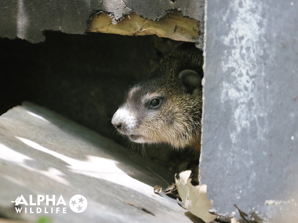 Groundhog Removal Nashville