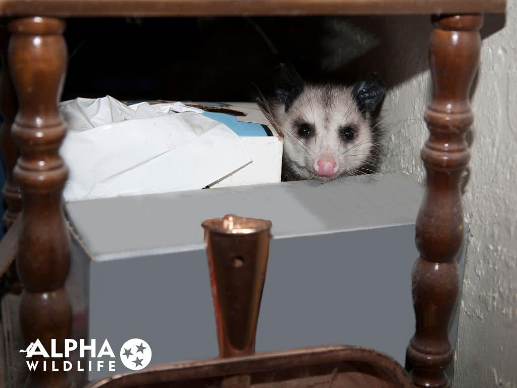 Possum Removal Chattanooga