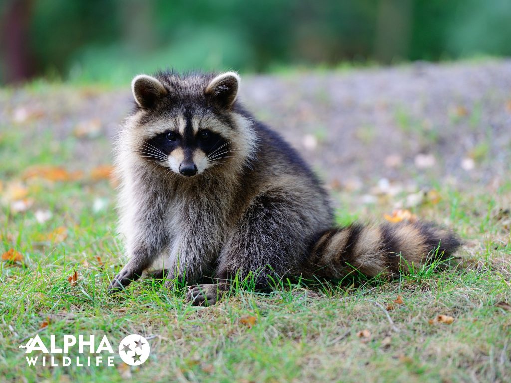 raccoon removal charleston sc Alpha Wildlife Charleston