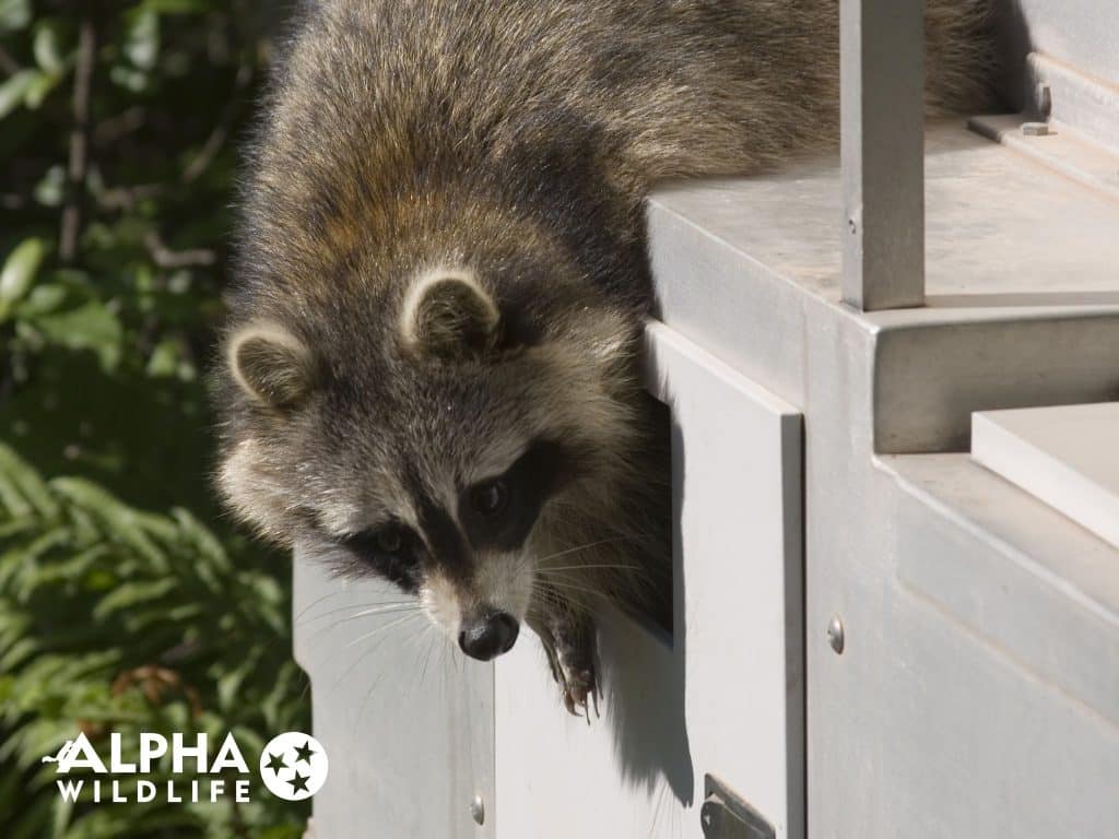 raccoon removal near me Alpha Wildlife Charleston