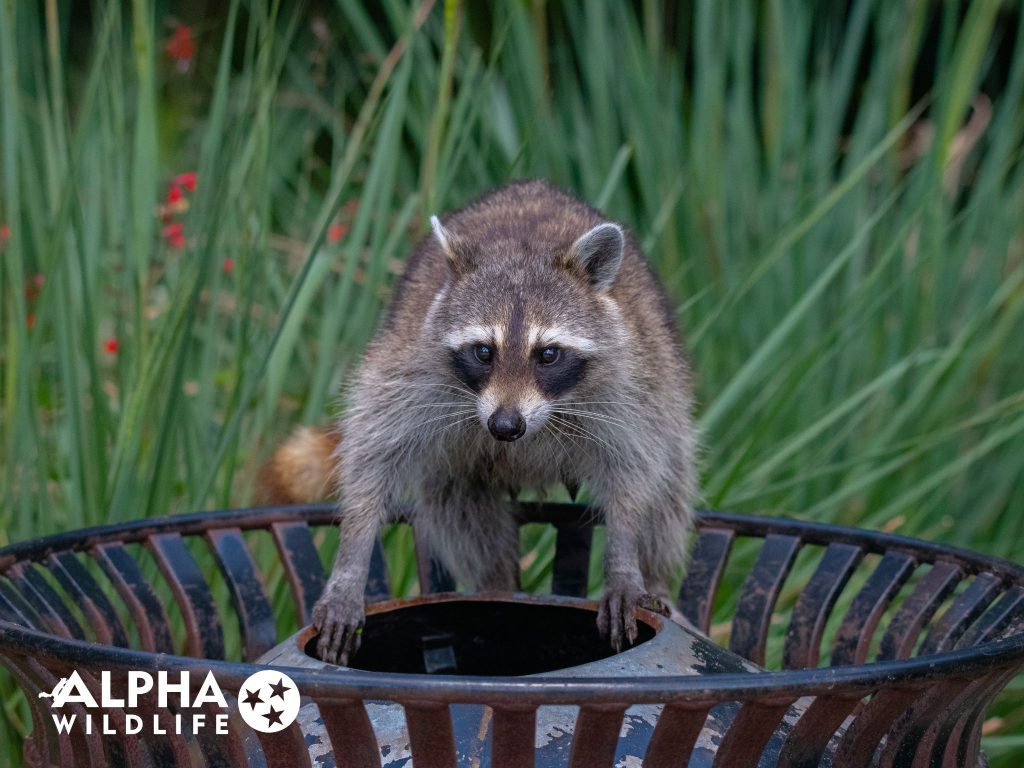 raccoon trapper Alpha Wildlife Charleston