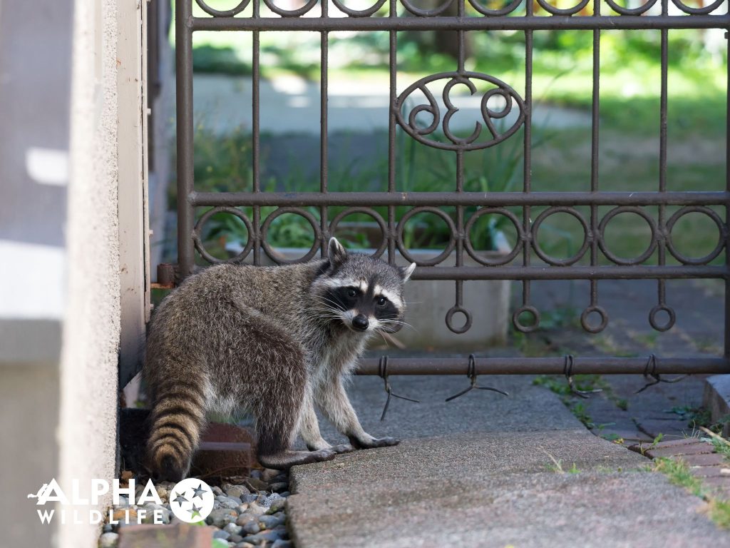 raccoon removal cost Alpha Wildlife Charleston