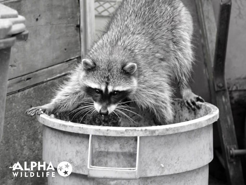 Nashville raccoon removal Alpha Wildlife Nashville