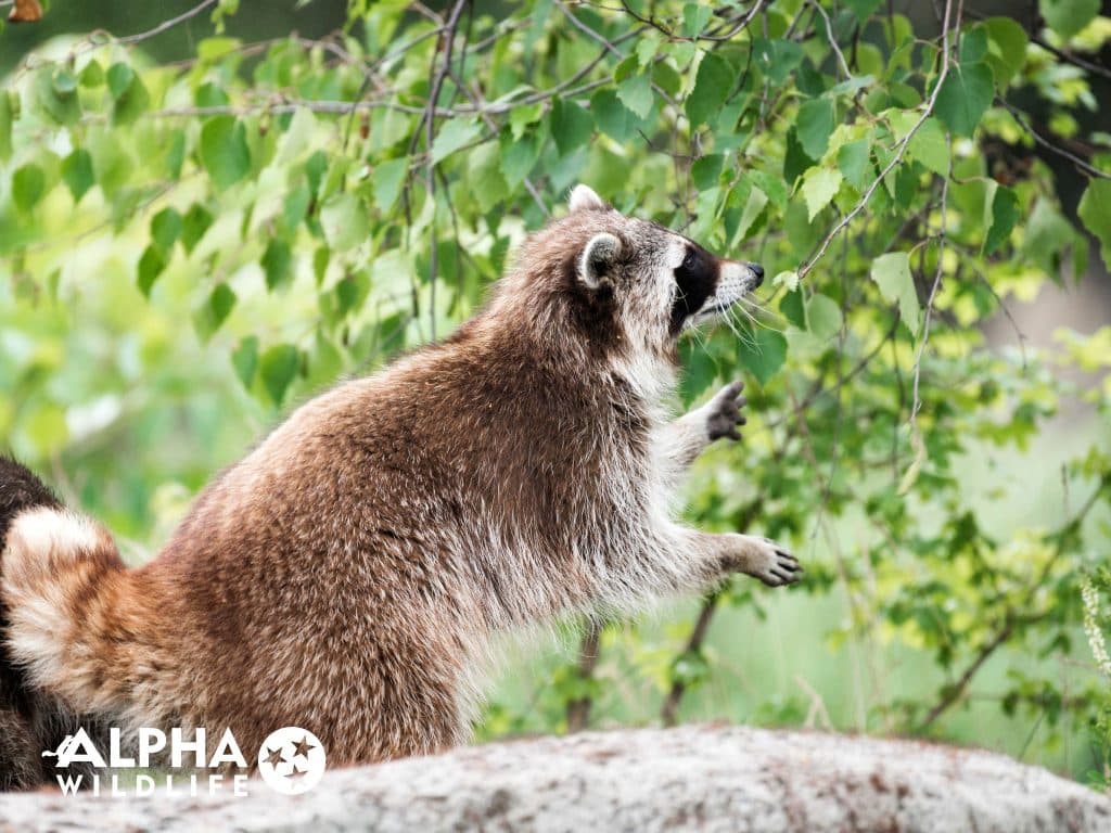 raccoon removal nashville Alpha Wildlife Nashville