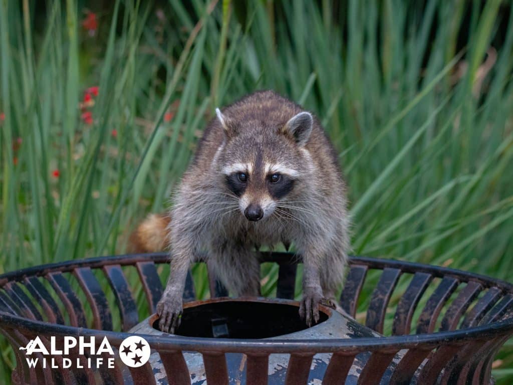 catching a raccoon Alpha Wildlife Nashville