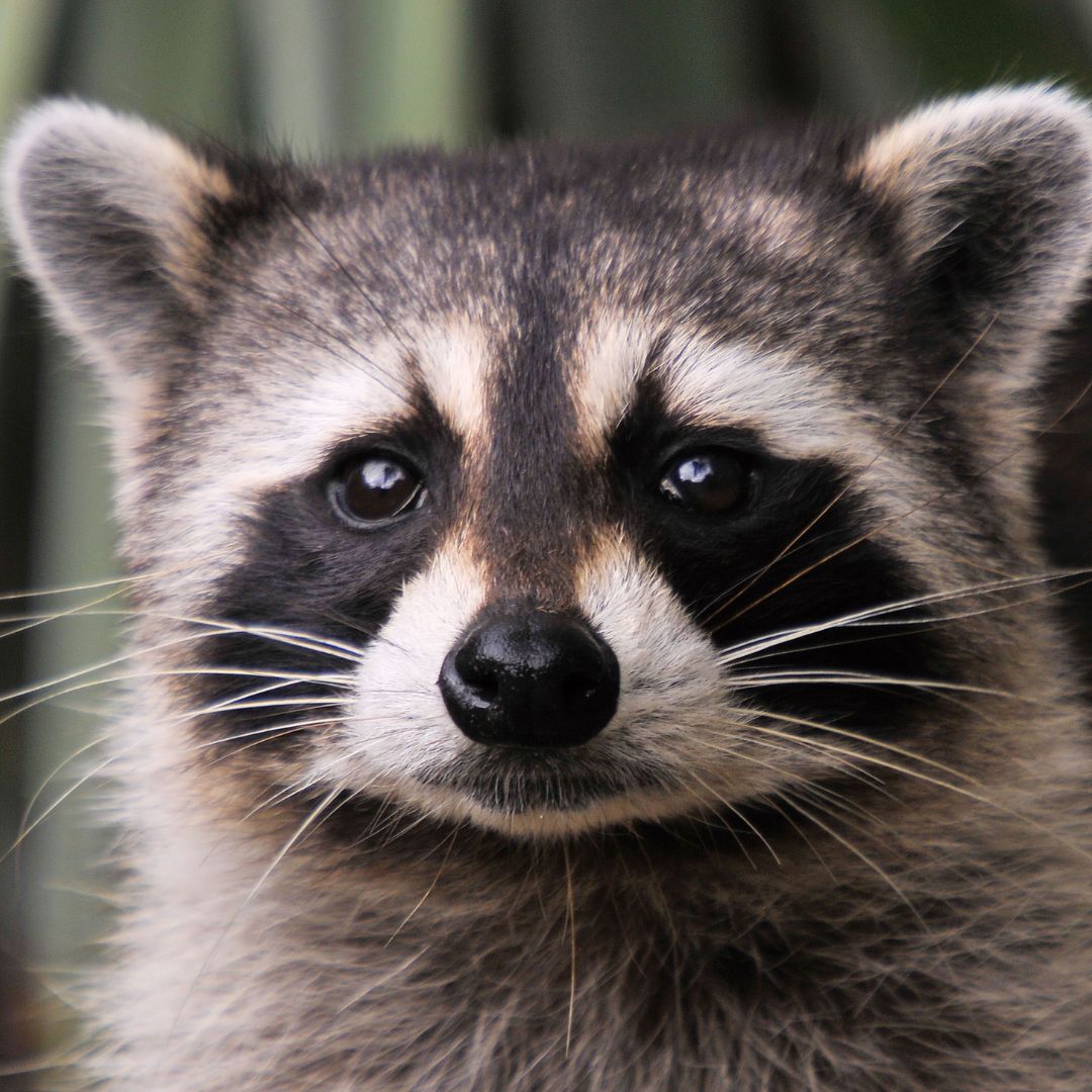 Raccoon | Raccoons Information