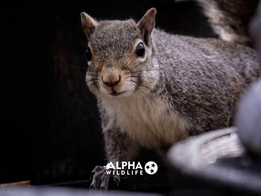 Squirrel Removal Nashvile