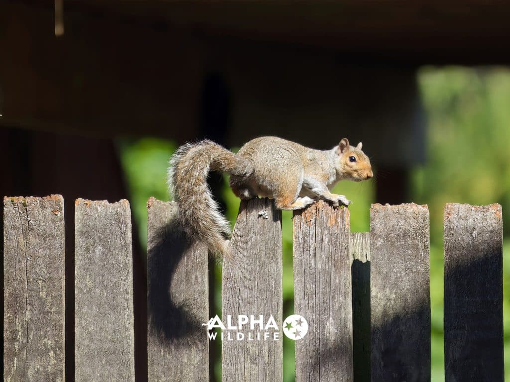 Squirrel Removal Nashvile