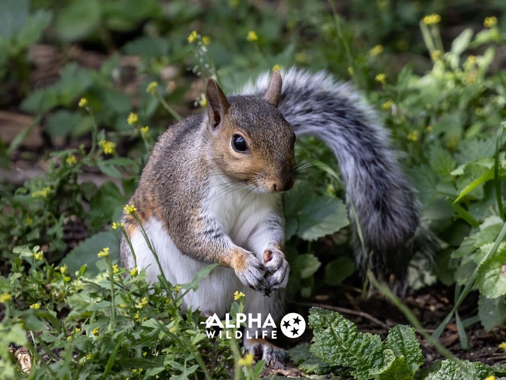 Squirrel Removal Nashvile