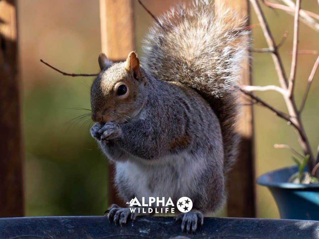 Squirrel Removal Nashvile