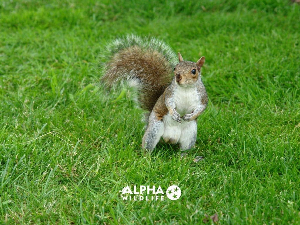 Squirrel Removal Nashvile