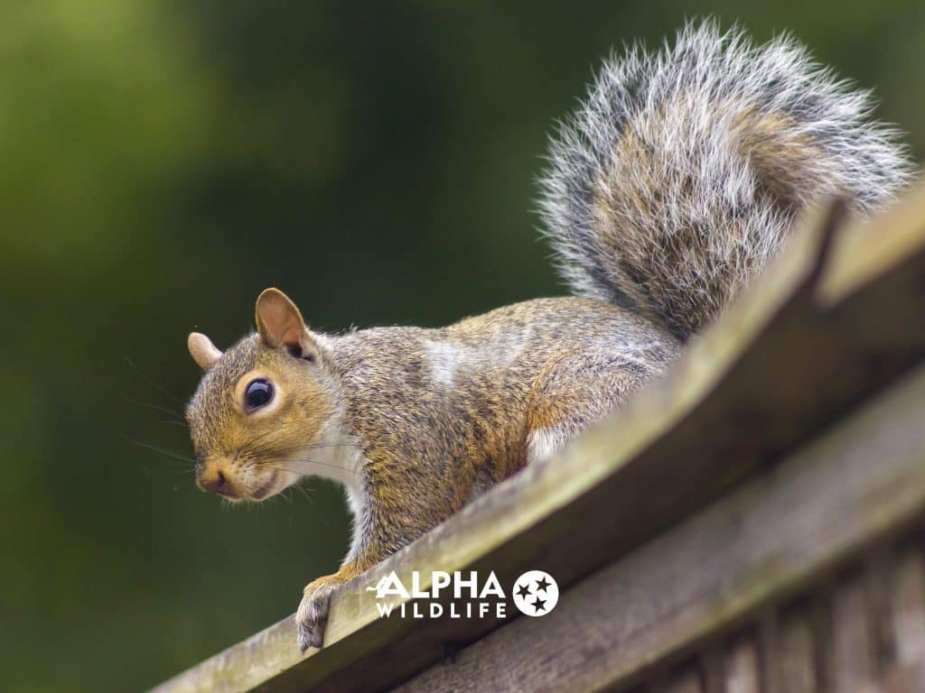 Squirrel Removal Nashville 7 1