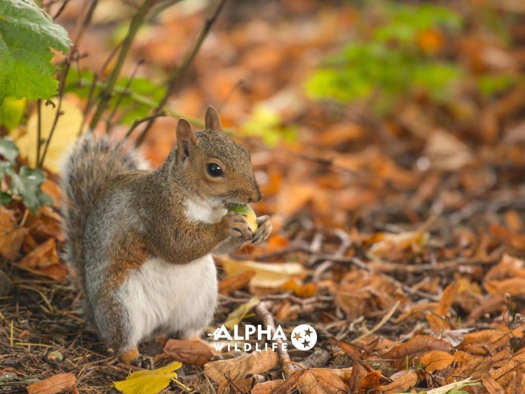 Squirrel Removal Nashville 9 1