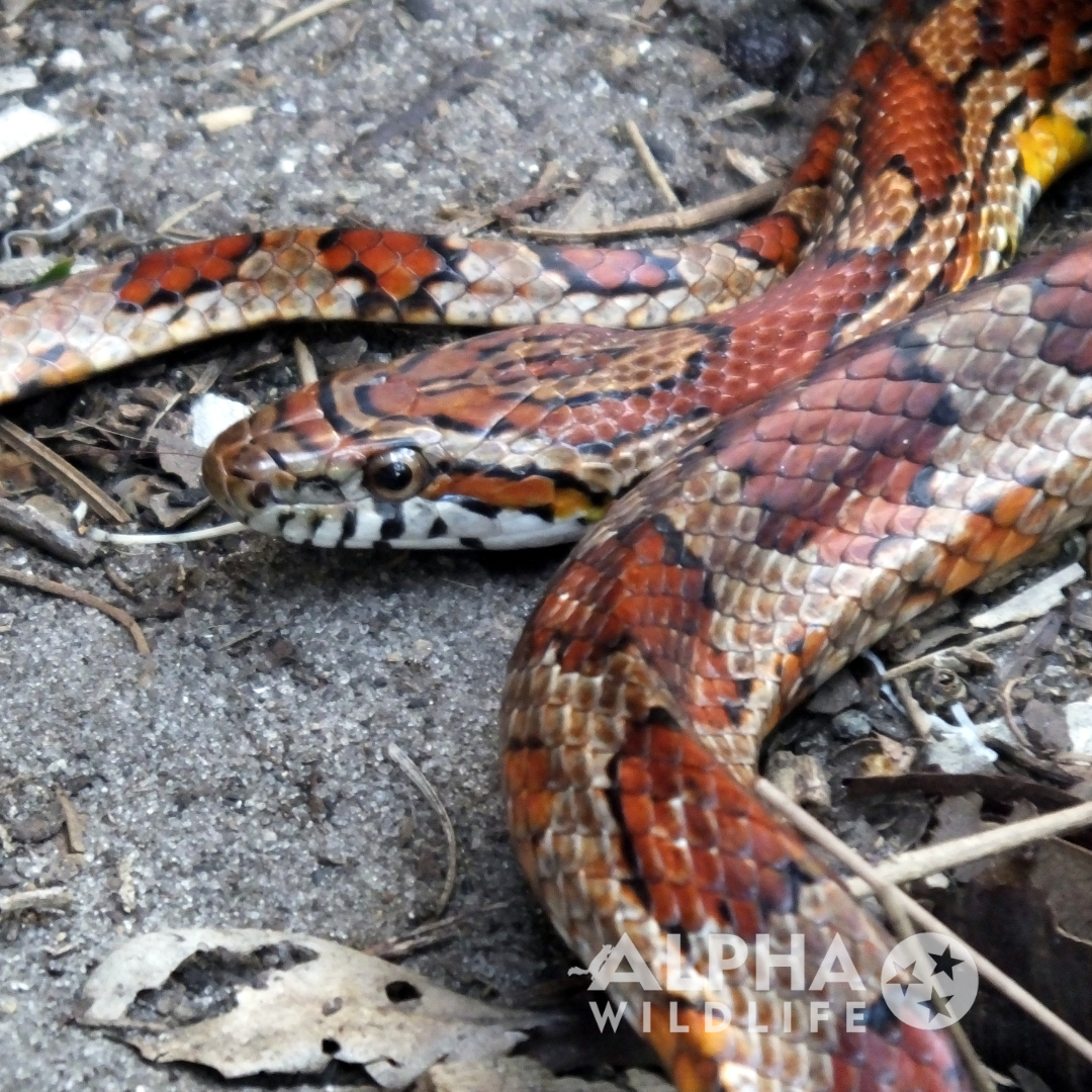 alpha wildlife corn snake
