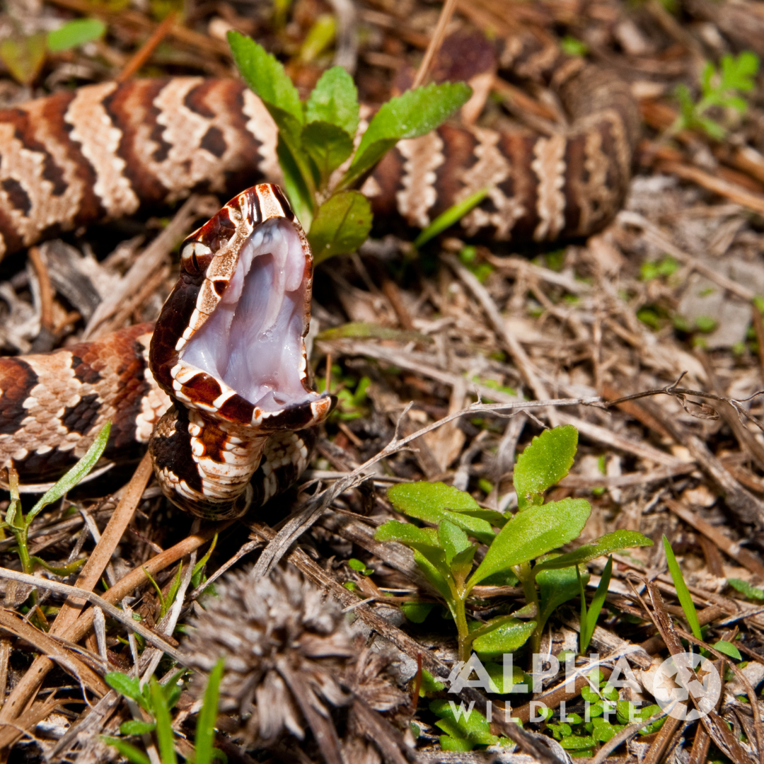 alpha wildlife cottonmouth in branches