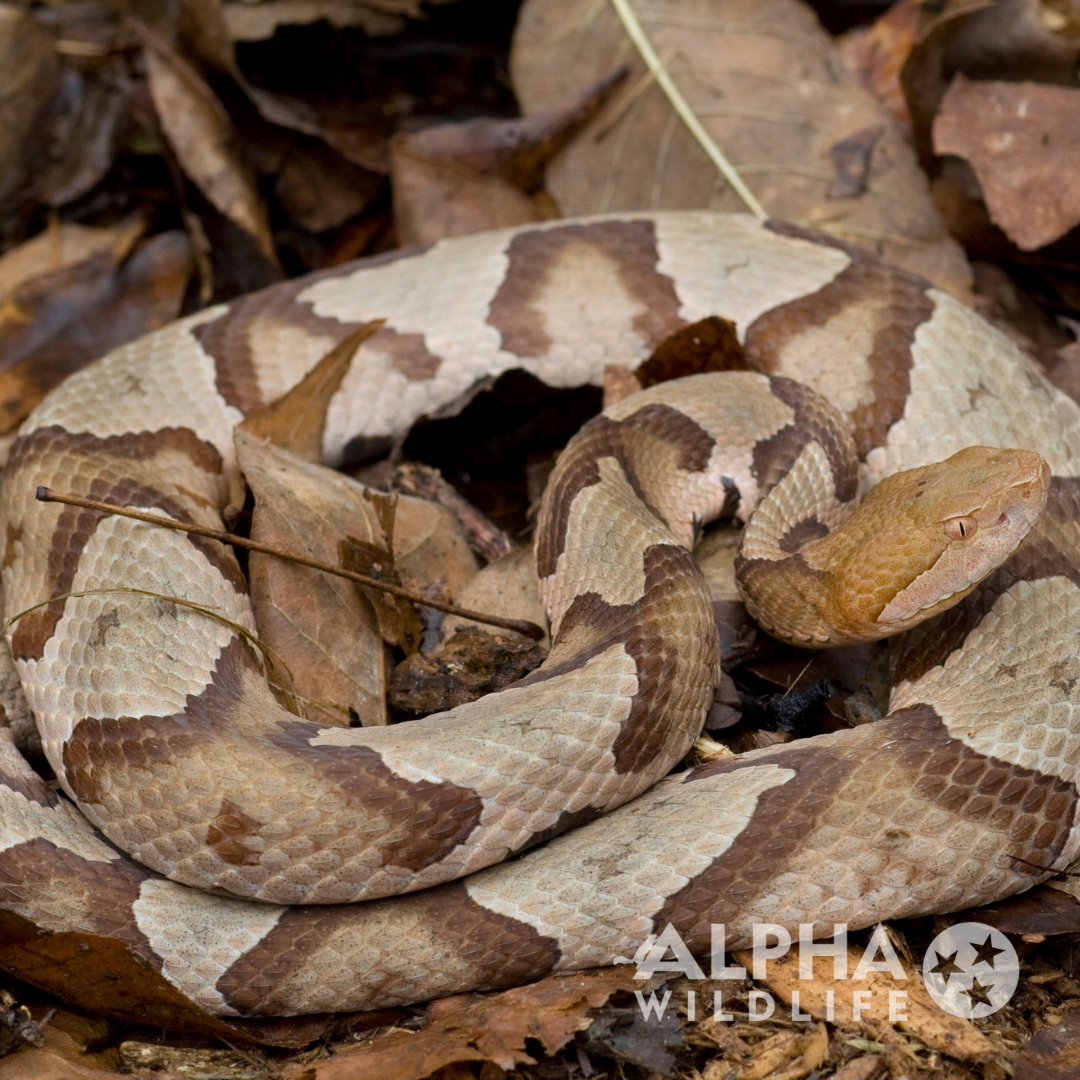 alpha wildlife cottonmouth in leaves