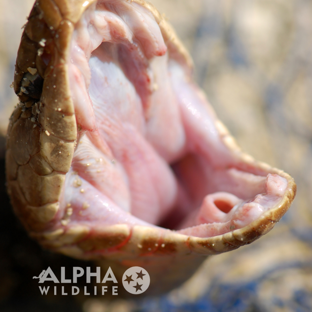 alpha wildlife cottonmouth mouth open upclose