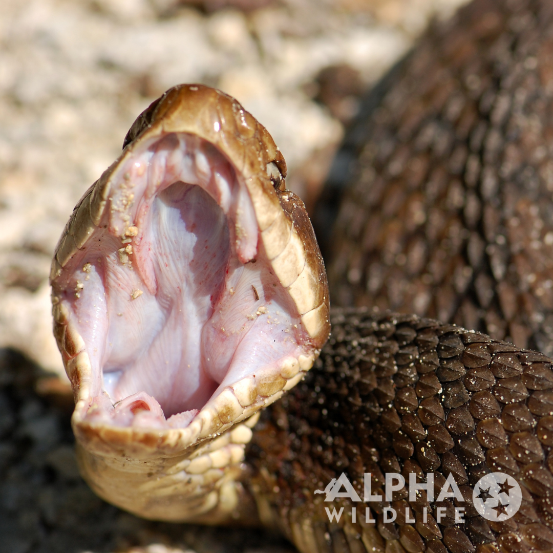 alpha wildlife cottonmouth mouth open wide