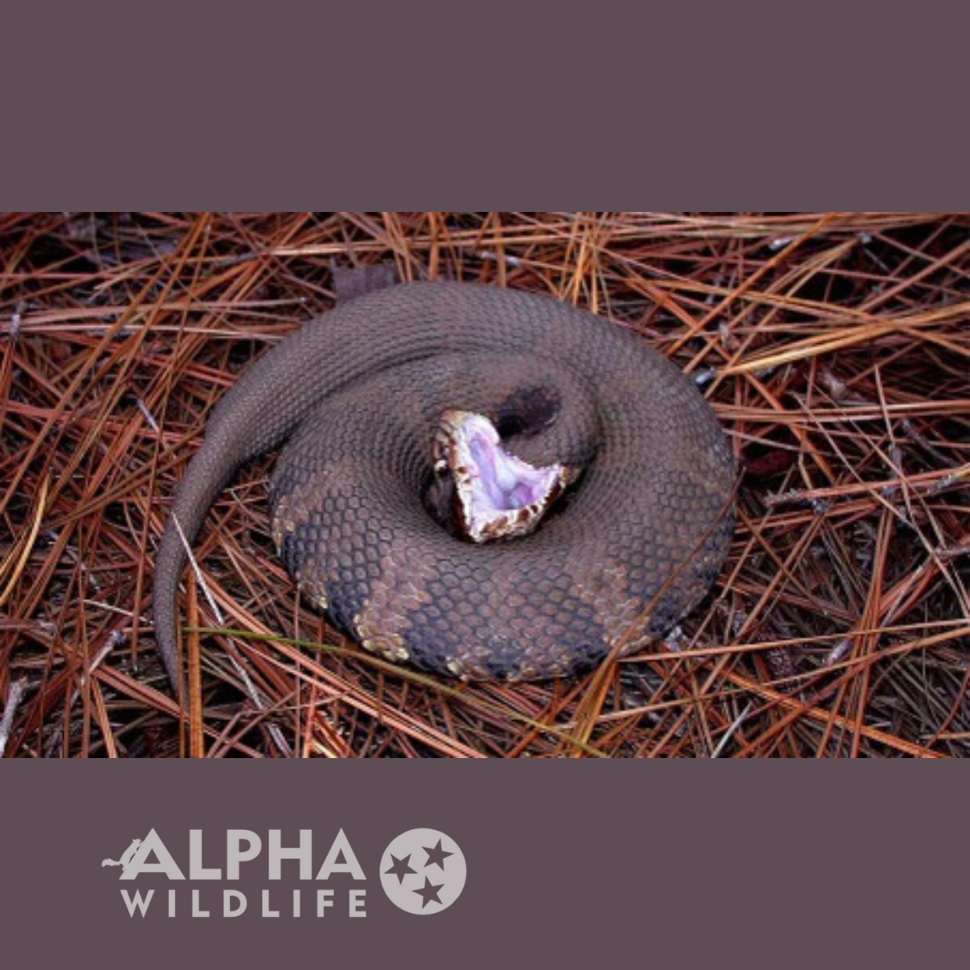 alpha wildlife cottonmouth mouth open