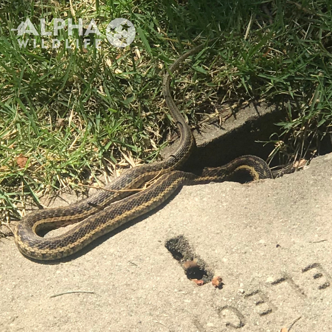 alpha wildlife garter snake in the drain
