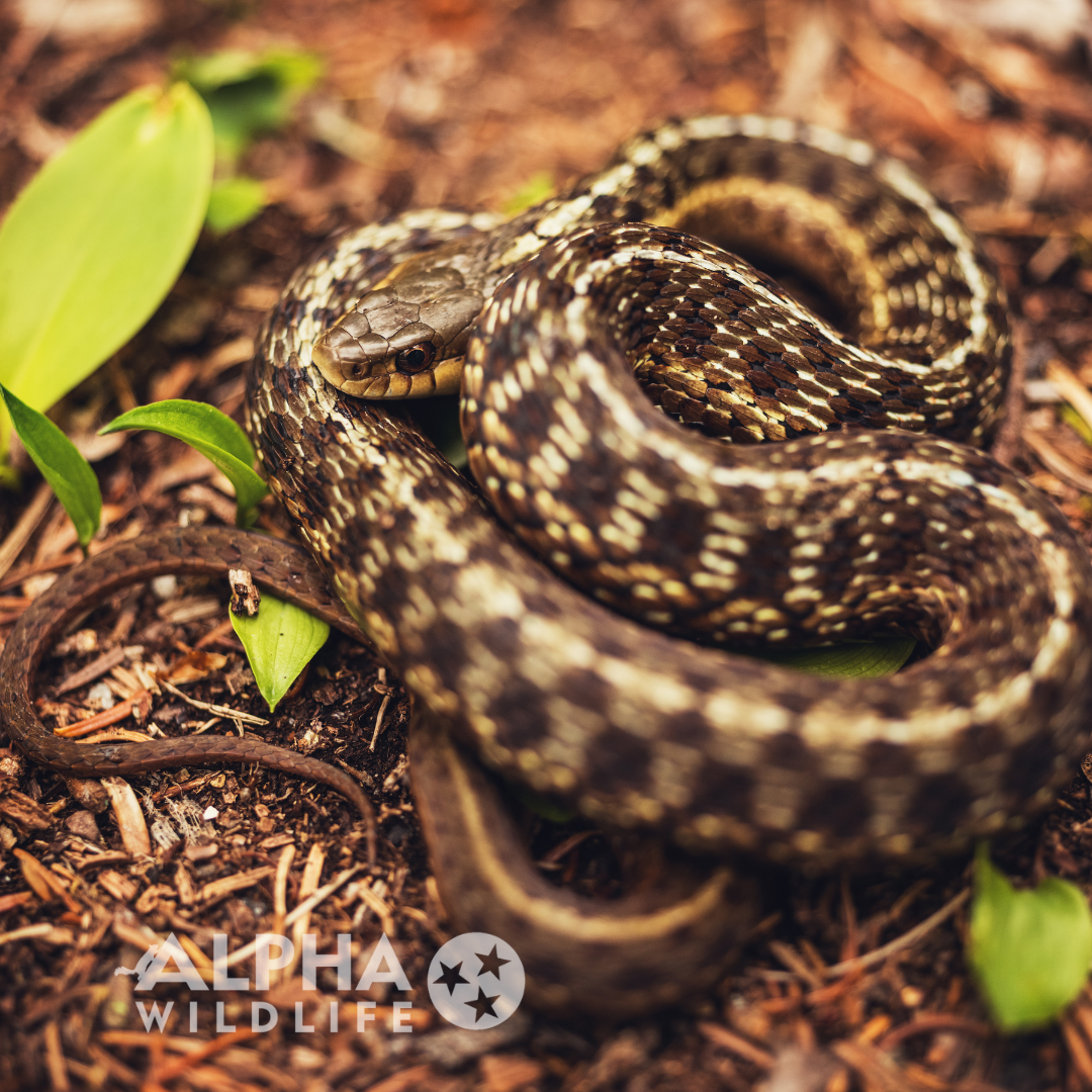 alpha wildlife garter snake