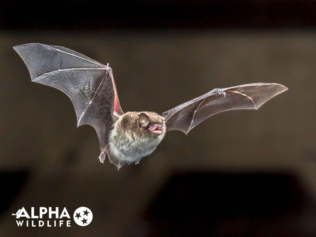 bat removal company Alpha Wildlife Chattanooga