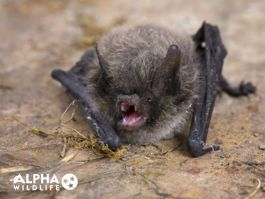 bats in the attic near me Alpha Wildlife Chattanooga