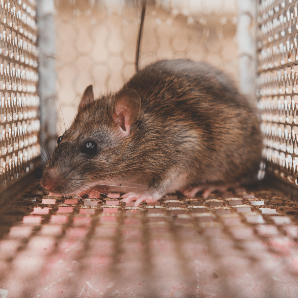 Top 11 Tips for Dealing with Nuisance Wildlife