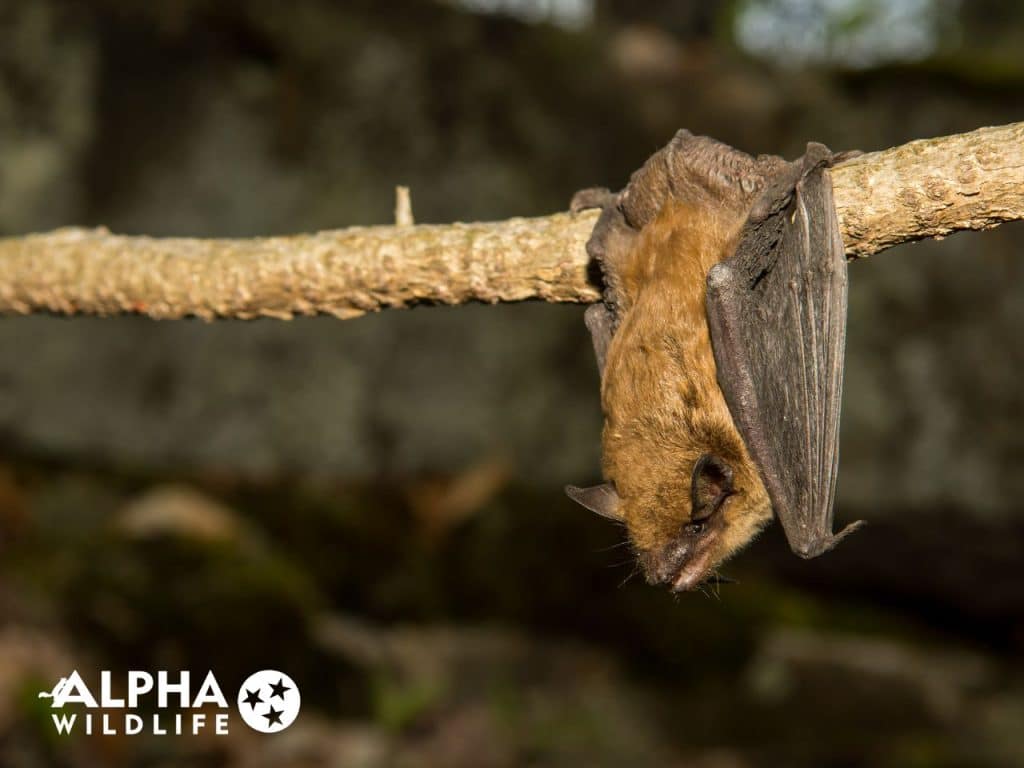 how to get rid of bats in the attic Alpha Wildlife Chattanooga