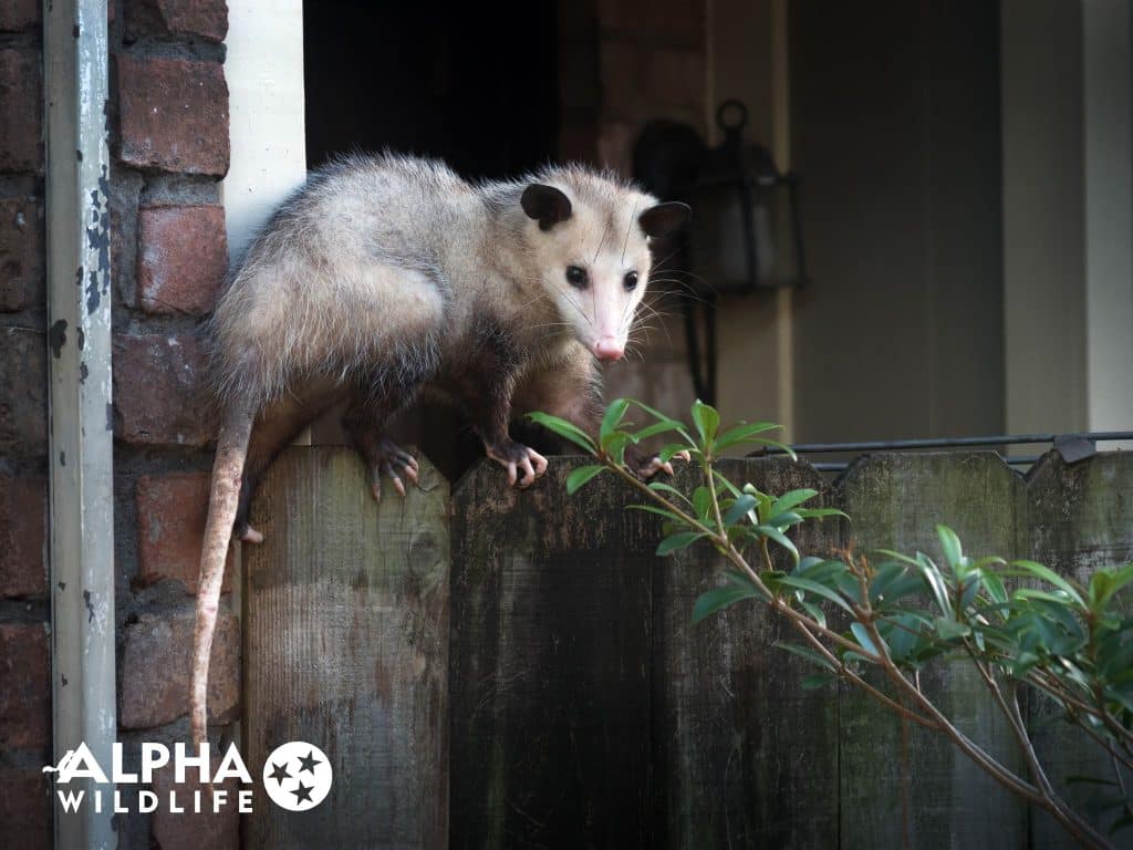 how to remove a possum