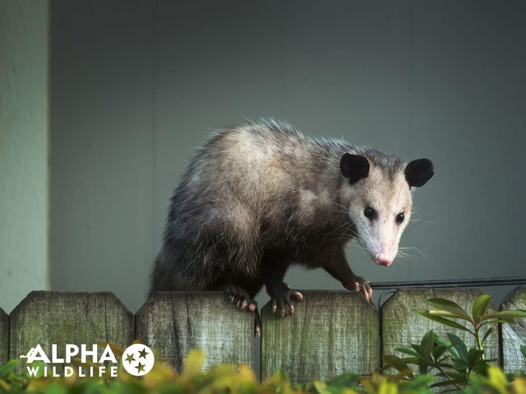 how to remove possum from house