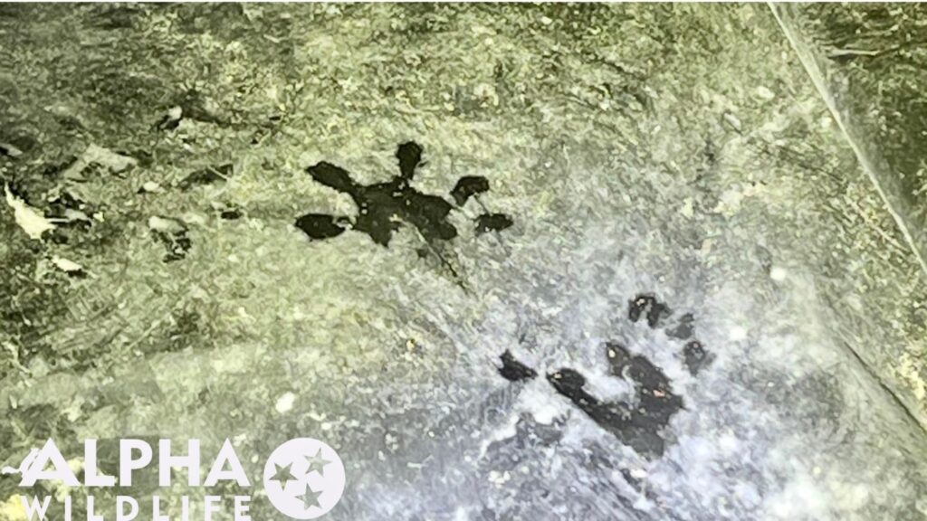 opossum footprints footprints