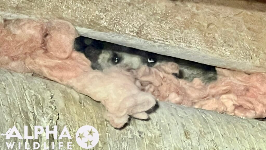 opossum hiding under installation hiding under installation of a home