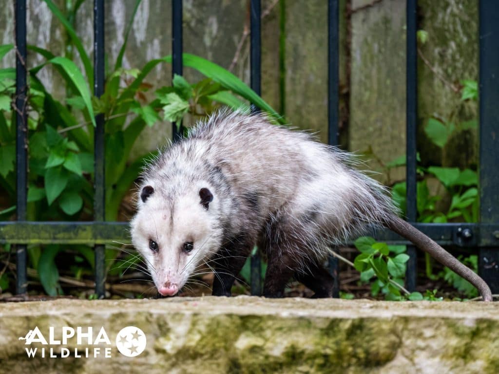 opossum removal near me