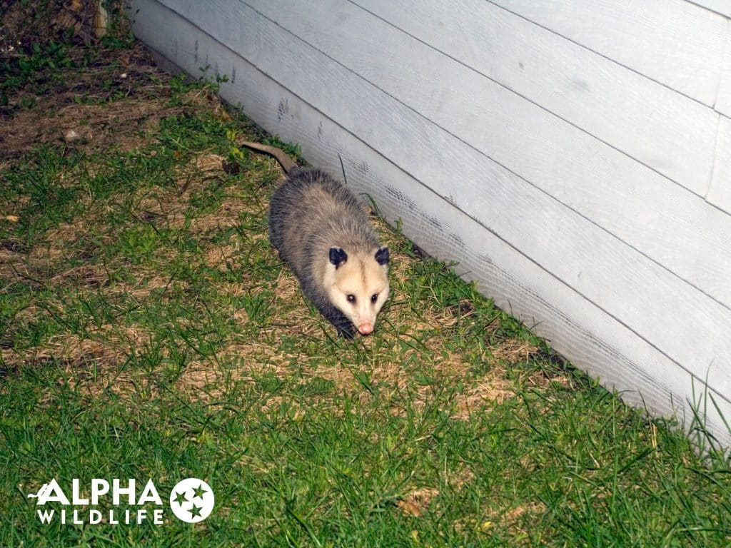 possum removal near me