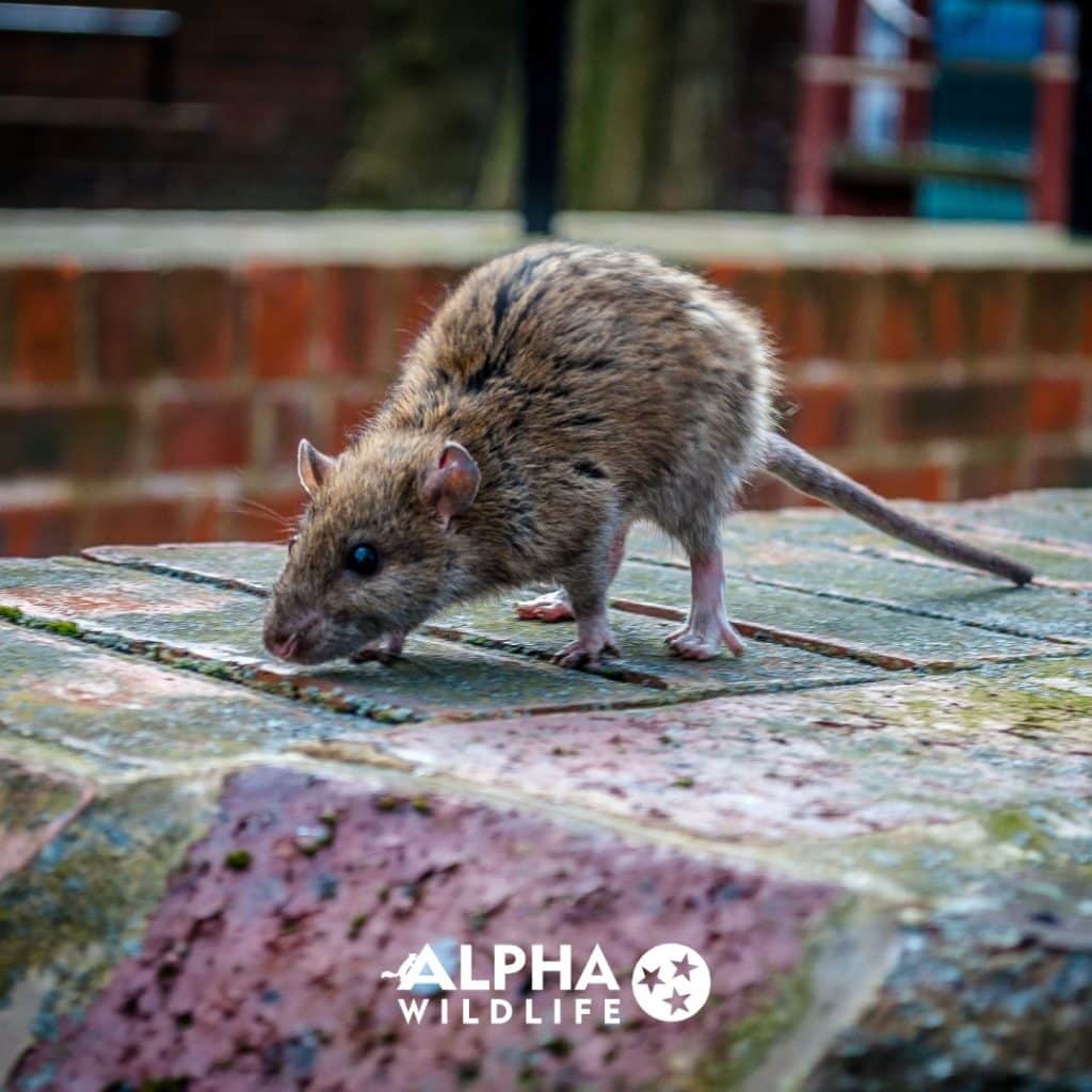 rat removal near me East Red Bank