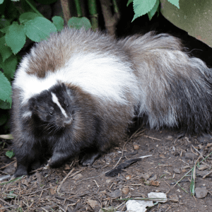 Skunks Under The House? 5 Signs To Help Keep Skunks Away