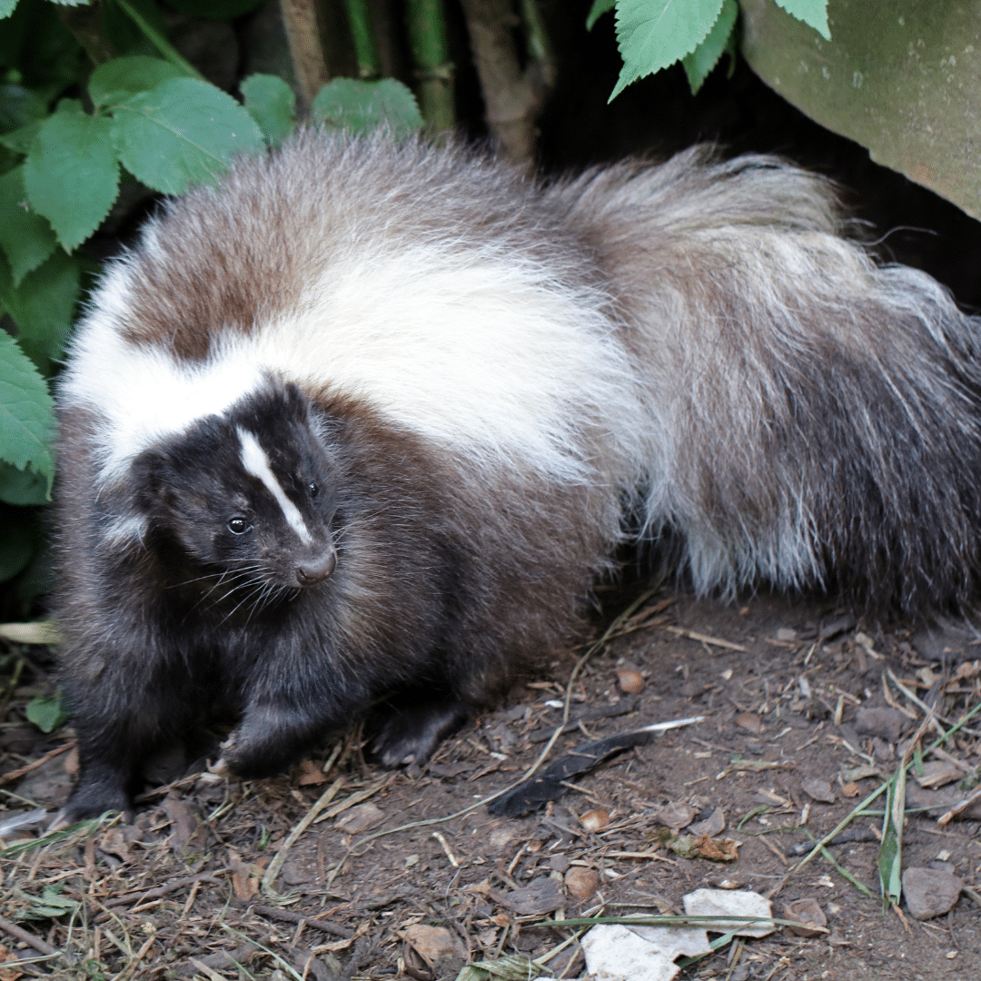 Featured image for “5 Signs That Skunks Are Under The House”
