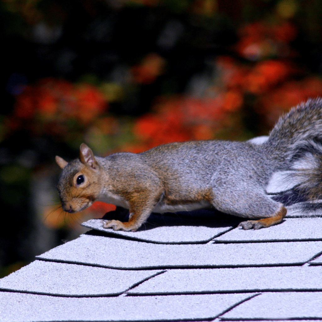 How Do Squirrels Get Into My Attic?