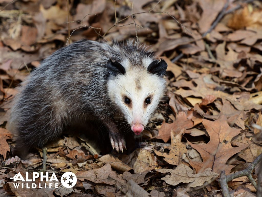 How to Take Action Against Unwanted Wildlife in Nashville