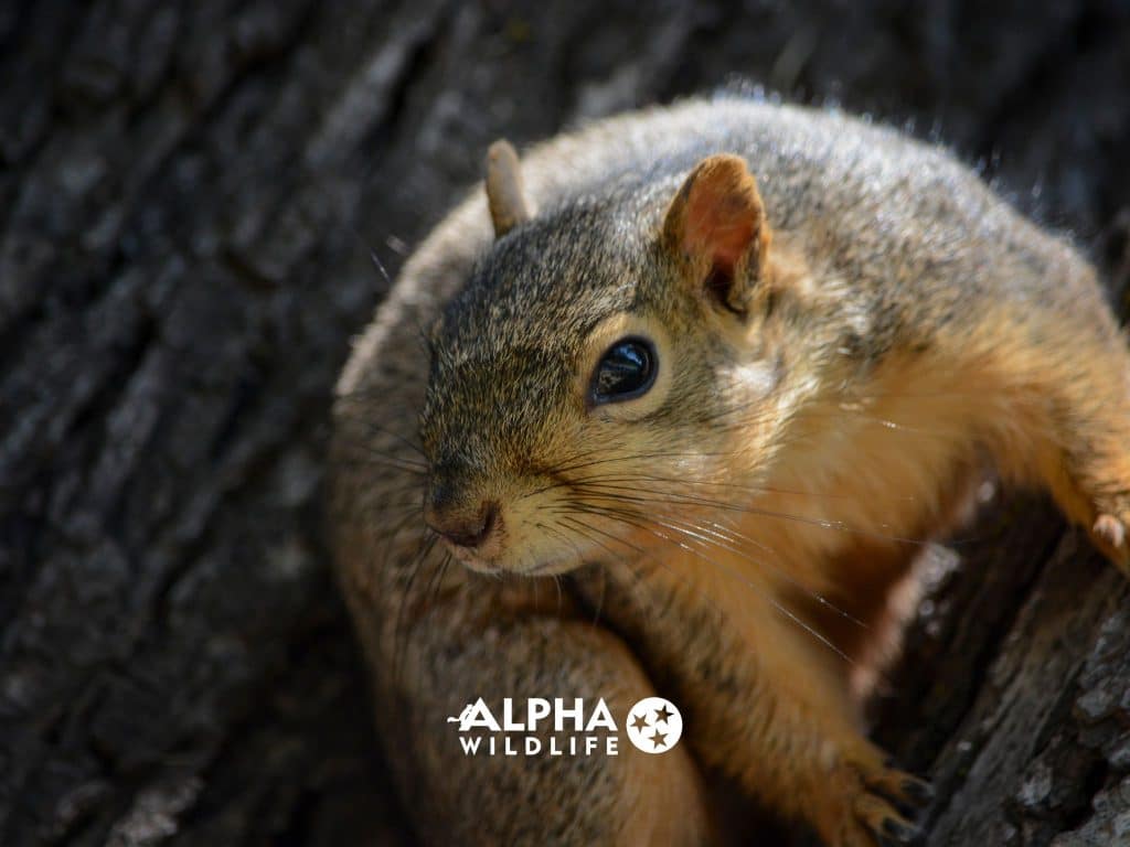 Squirrels In The Attic Columbia