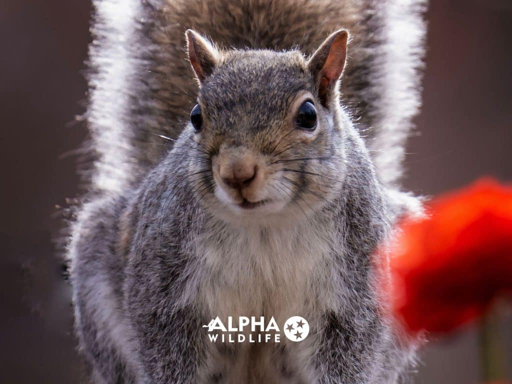 Squirrels In The Attic nashville