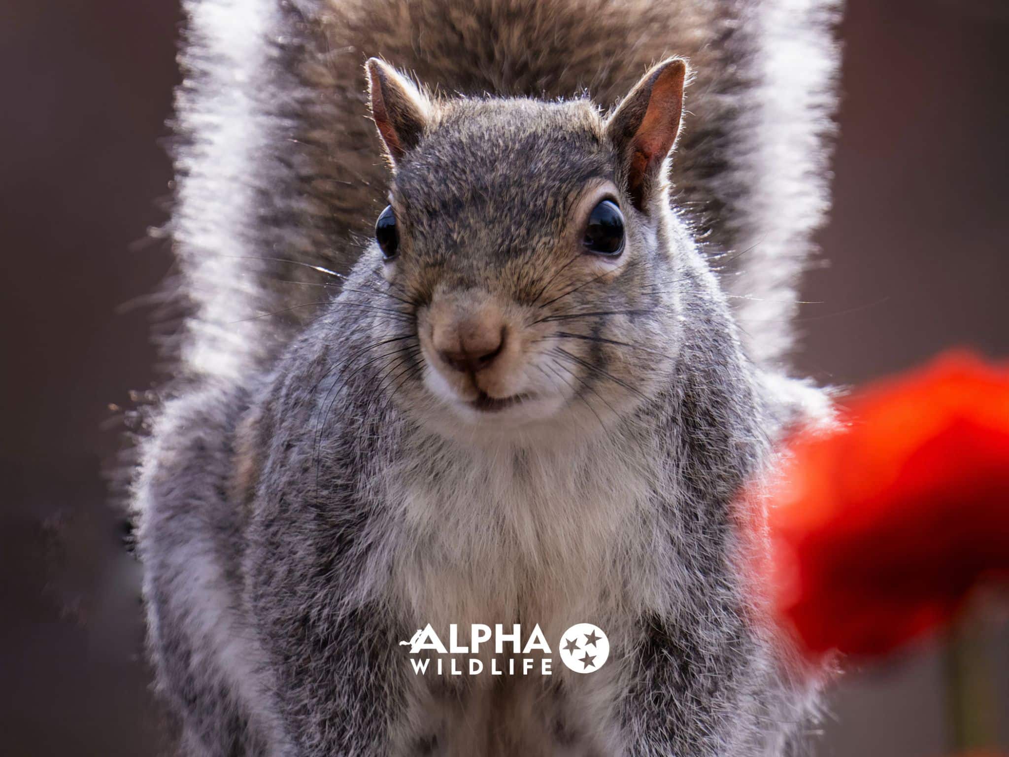 Squirrels In The Attic