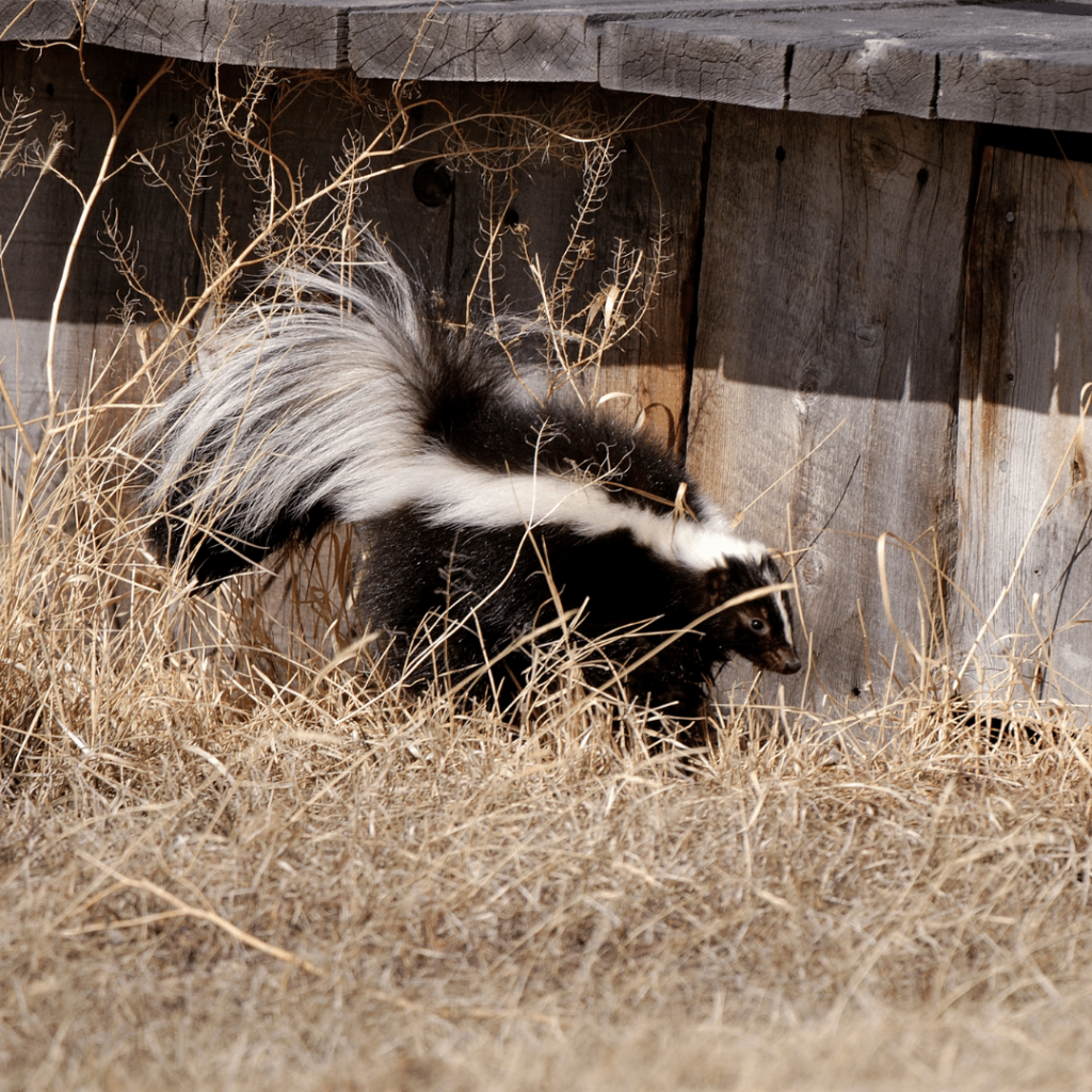 How to Protect Your Home from Skunk Infestations