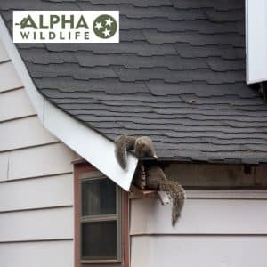 Alpha Wildlife Nashville Squirrel Removal On The Roof