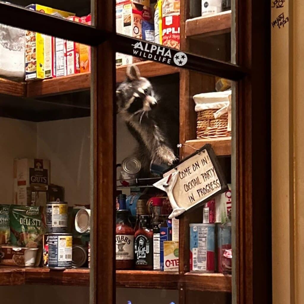 Raccoon in the Pantry