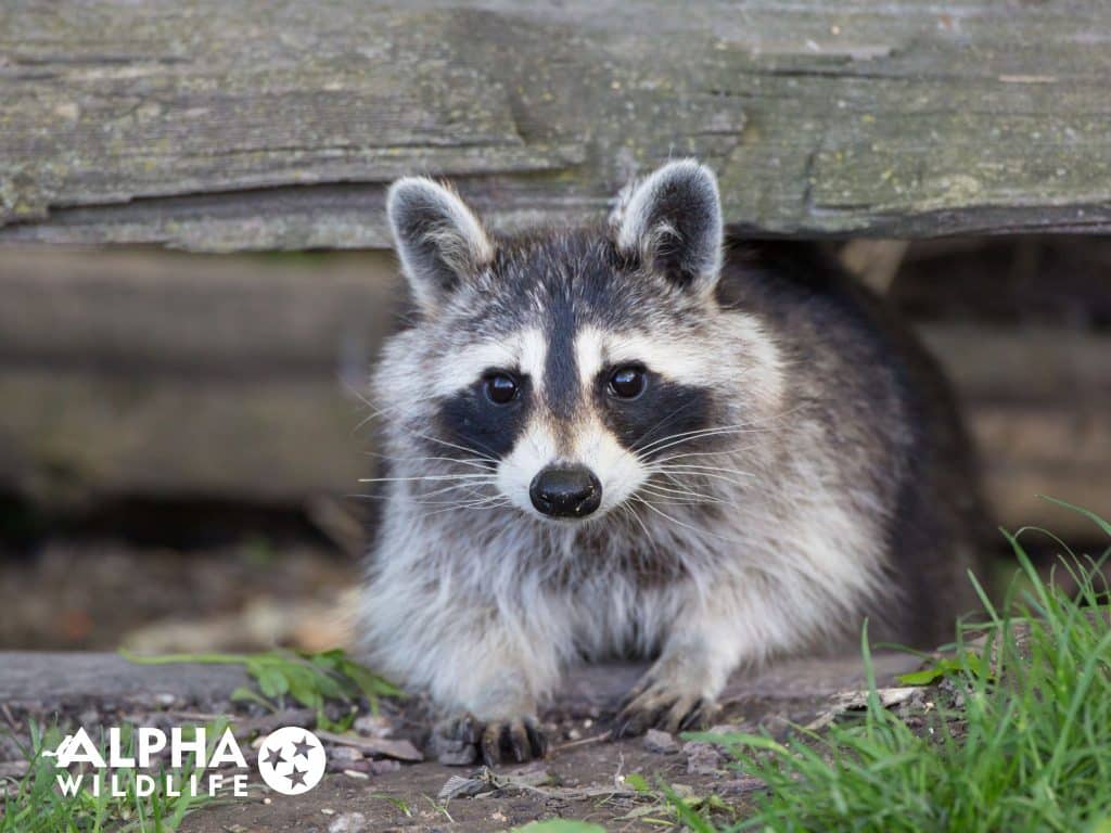 Alpha Raccoons How to Identify Raccoon Infestation in Memphis